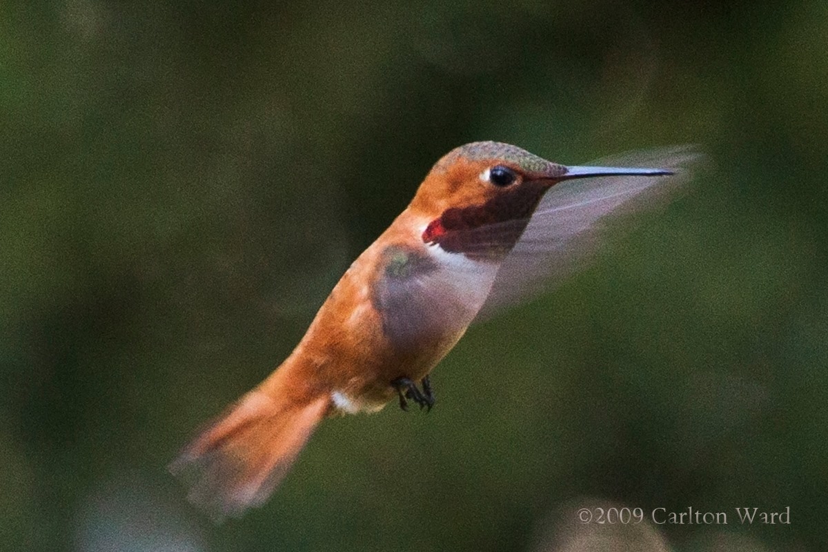 Hummingbird