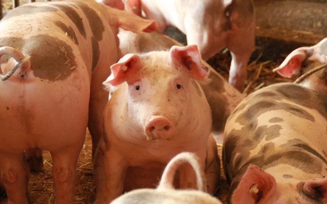 Pigs at a farm